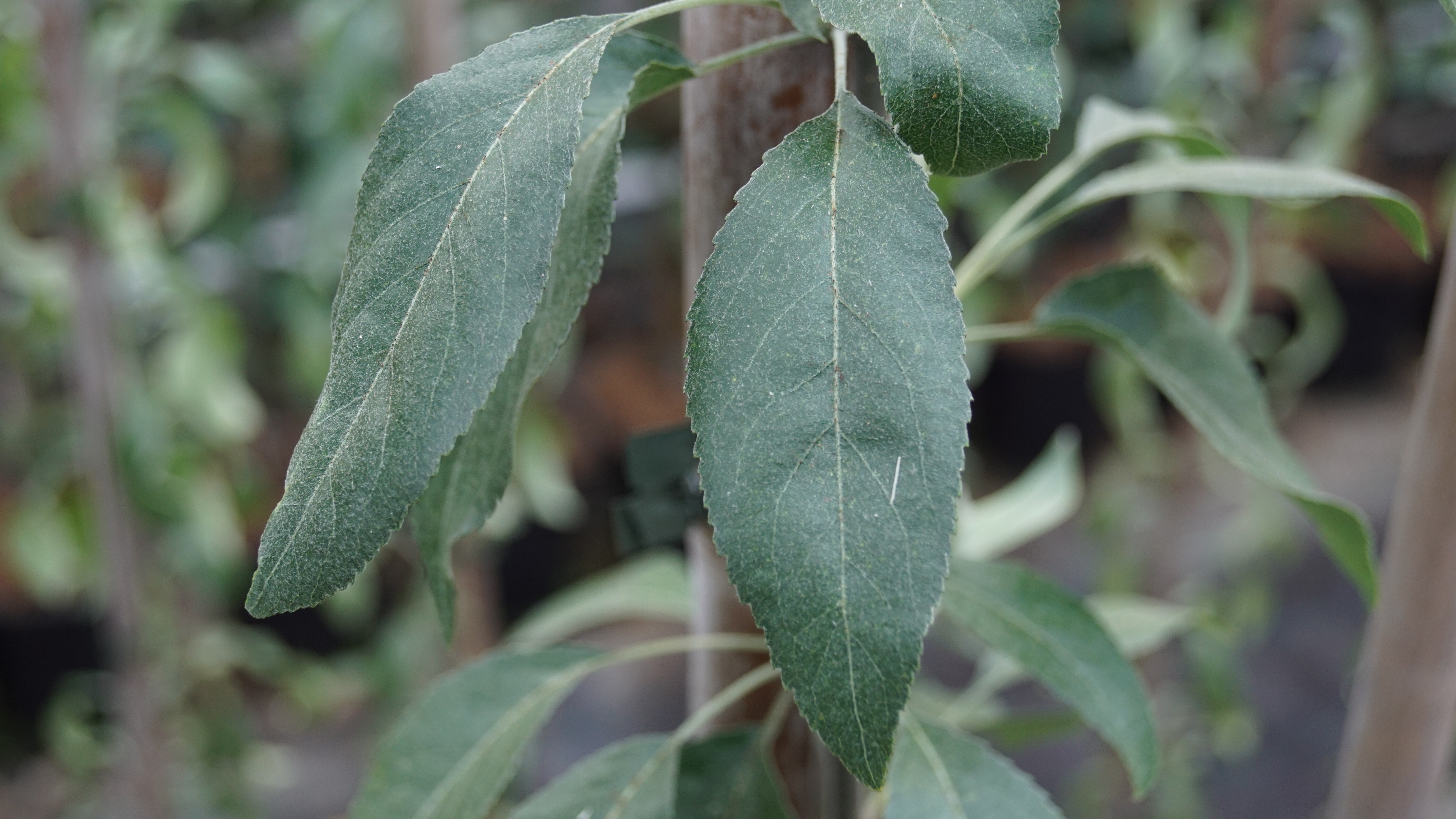 Pyrus betulifolia (3)
